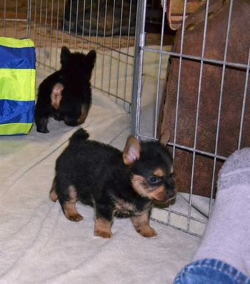 Black & Tan Male 5 Weeks.  Now in a pet home in Washington State
