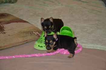 Kate and Poker Chip pups 5 wks
