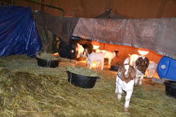 Baby goats in barn

