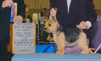 CH LaPrele Golden Rose  about 18 months finishing her AKC Championship
