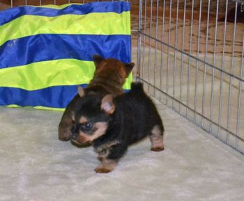 Cricket, Black and Tan Female 5 weeks.  Now living in Washington State
