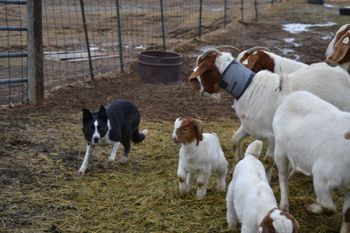 Lynn putting goats in the barn
