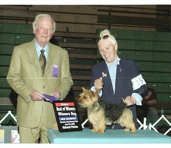 CH. Foxlea Rabi finishing his Championship. Many thanks to handlers Dick and Dee Hanna.
