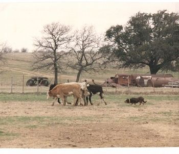 Doc working cattle at Texas Trial.
