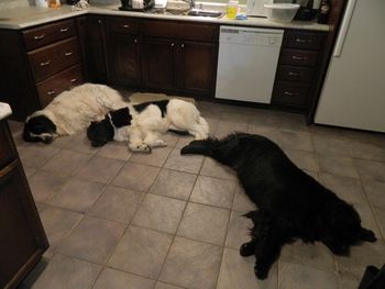 This is what happens when I try to cook! At least they're not beggin' - or worse ... counter surfin!

