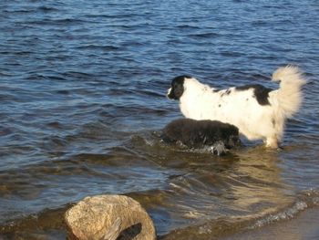 Puppy's first swim

