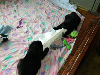 This is NOT what they are supposed to do with their puppy training pad.
