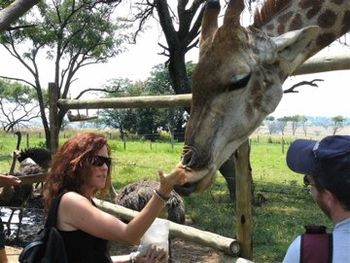 Feeding giraffes in South Africa
