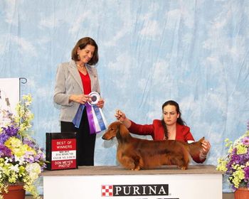 Rooster from first national host show... Hundeleben Cock-A-Doodle-Doo SL goes WD/BOW under judge Diane McCormack. Entry of 110 class dogs and bitches! Hope everyone enjoyed DCA 2013 as much as I did!
