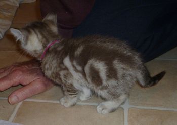 Pixie's Brown Marbled Female kitten ALICE (red collar) @ 6 weeks
