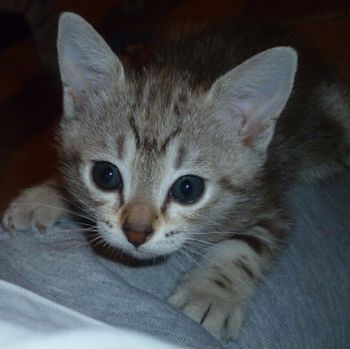 Pixies Brown Marbled Female kitten ALICE (red collar) @ 6 weeks.
