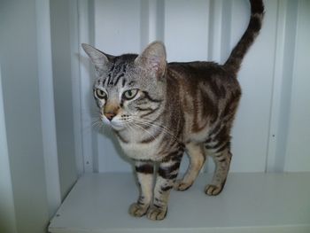 Agnesdai Zorro Owner: Jan Pennell of Agnesdai Cattery. Zorro is Brown Marbled and has a very soft and sweet temperament
