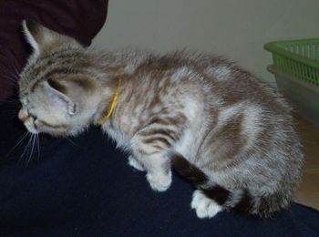 Pixie's Brown Marbled Female kitten MADELENE (yellow collar) @ 6 weeks

