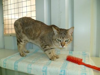 Remmie resident in the Cat Shack having a brush before meeting the girls - every guy wants to look his best when courting the ladies!
