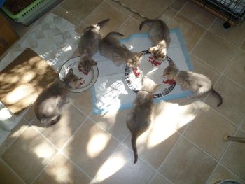 Kittens lunching in the Nursery in the sunlight
