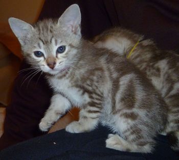 Pixie's Brown Marbled Female kitten ALICE (red collar) @ 6 weeks.
