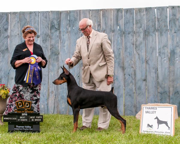 Vito's first show at 7 months - Best of Winners and Best Puppy, Thames Valley DPC