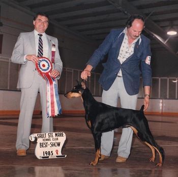 Am/Can/Bda Ch. Ambermark Accolade for Pip - "Cola" Multi BIS and the FIRST BITCH to win the DPCC National Specialty.
