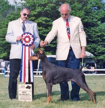 "Chi-Chi" - Am/Can Ch. Wrath's Tequila Sunrise winning the GMDF Doberman Specialty under Butch McDonald
