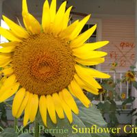 Sunflower City - Matt Perrine