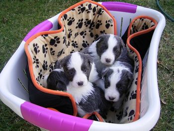 look at us in the basket - the boys are looking at the camera - 25/05/08
