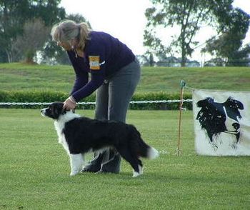 Magic - taken 10th June 2007 at the Border Collie Championship Show

