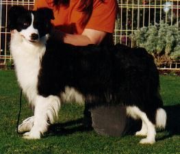 Ozway Southern Cross - (Sooty) - DNA CL CLEAR - Now living in Bruthen as a pet - - 23 Nov 2003 Cooma & District Knl & Obed Club - Best Intermediate In Group Rainbow bridge
