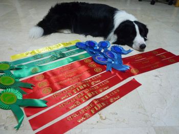 Singapore Ch Sunvale Little Prince (Momo) and his winnings that made him a Champion
