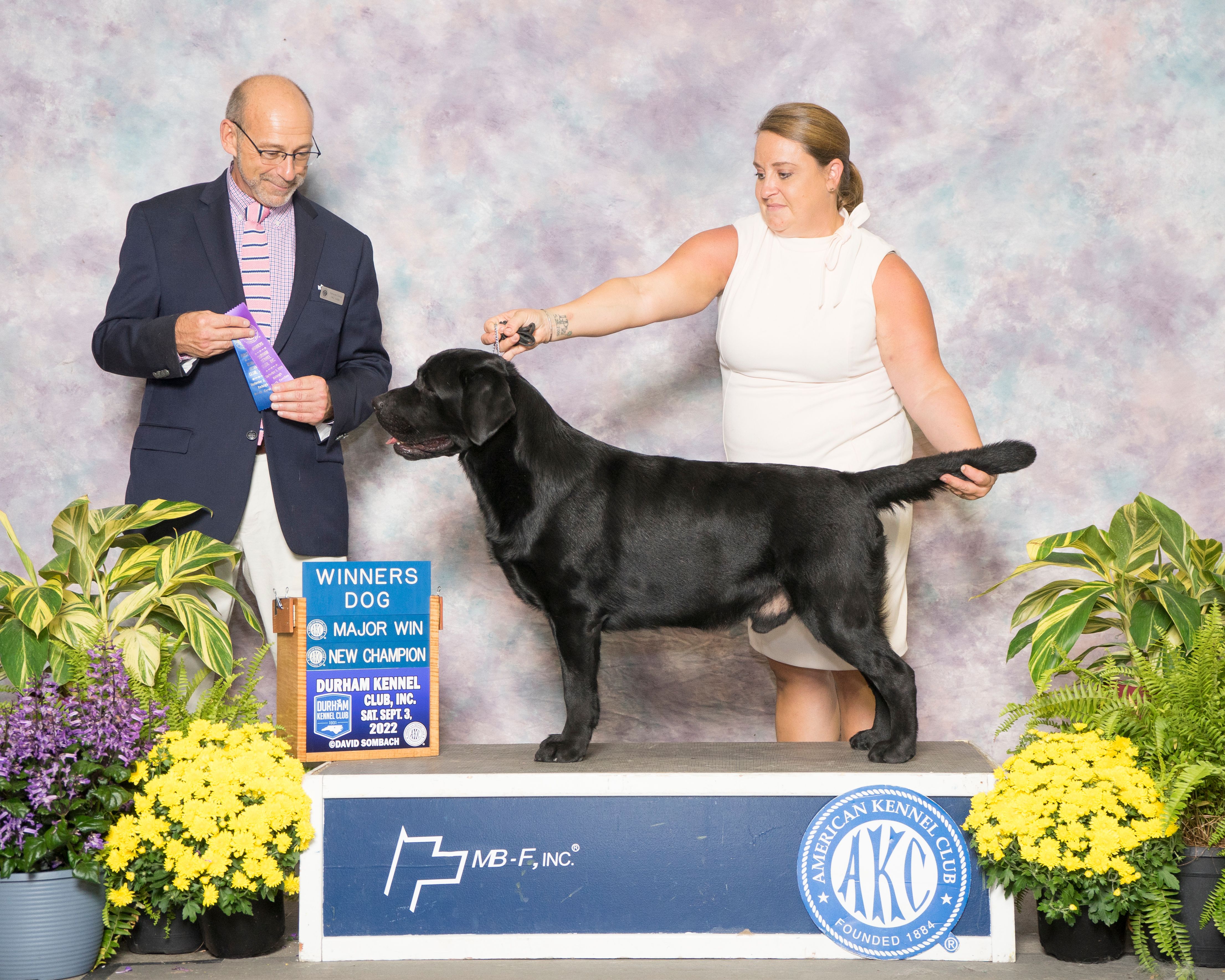 Akc champion labrador outlet retrievers