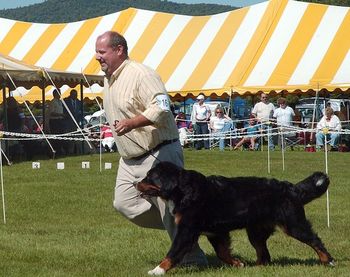 Scott handled Scarlet to Best of Opposite at the CCKC BMDCNV Regional Specialty in September 2009, N. Conway, NH
