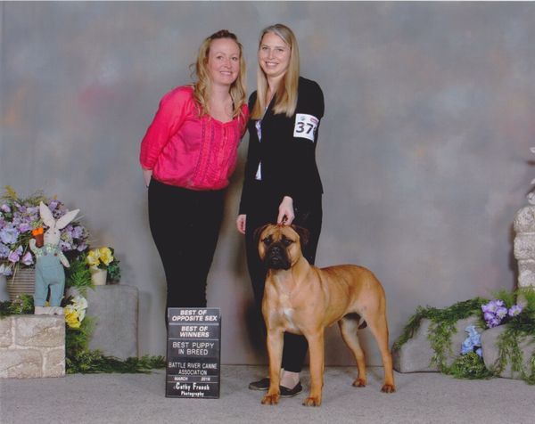 Luna at 11 months old went to Camrose for her very first show and made us so very proud.  She earned 5 points, including a 3 point major, and is already half way to her Canadian Championship!