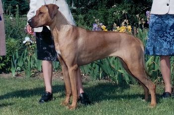 "Ahlee" taking the Best Junior Handler and Dog win at the Canadian Rhodesian Ridgeback Specialty in 2003
