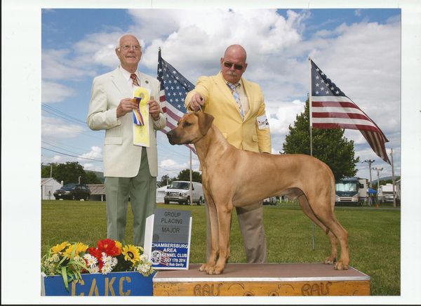 Introducing....CH Najahari's Guardians Of The Crossroads "Kinga"!! Best of Breed Winner at the Rhodesian Ridgeback Club of United States Supported show at the Newton Kennel Club dog show in West Springfield, MA on 8/23/2014, Best of Breed and Group placing from the classes at the Chambersburg Area Kennel Club dog show on 7/17/2014!!