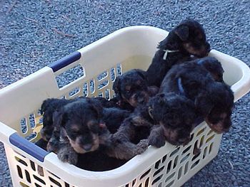 BASKET OF AIREDALE PUPPIES TAKEN 4/18
