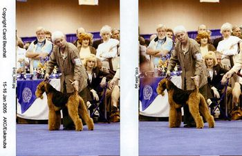 Ch. Wildwood's Tapdancer, at Westminster 2005. Shown by Kathi Wood, owned by Kathi and Cynthia Werthammer(Saugerties, NY) and co-bred by me. "Aaron" is the litter brother to my "Michael" Trevorwood Silent Running .
