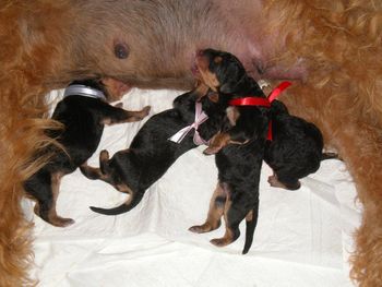 These 4 new born puppies are hungry hungry!

