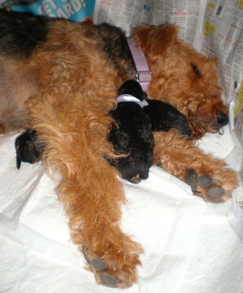 Sweet Violet resting between births with 3 of her wonderful puppies!
