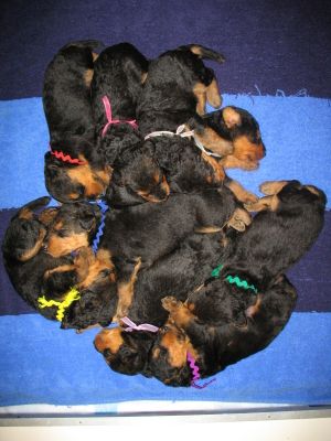 PUPPY PILE AT THREE WEEKS OF AGE!!!!
