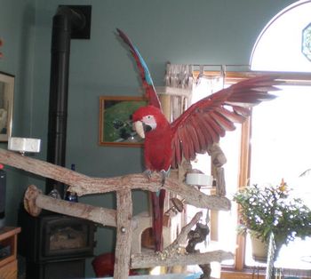 GREEN WING MACAW, DARN SHOW OFF!!!!!! HOW DID HE GET HERE!!!!!
