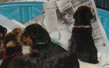 Rose is reading the paper, while borthers green and red try to eat each other!!!!! (3 wks. old)
