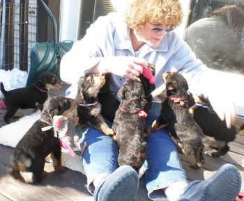 SUNDAY, 2/25--THE FIRST TIME OUTSIDE FOR THE PUPPIES. THE BACK DECK IS BATHED IN SUN(36 DEGREES, A HEAT WAVE FOR UPSTATE NEW YORK), SHELTERED FROM THE WIND. THE PUPPIES LOVED IT!!!
