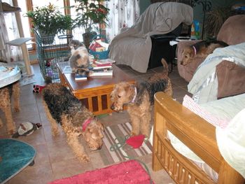 "PATTYCAKES" ON LEFT, "VIOLET" IN THE CENTER, "ANITA IN THE CHAIR AND "ANGELICA", SELKIRK REX CAT ON THE COFFEE TABLE!!!!!!!!!!!!!
