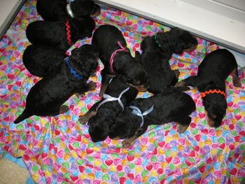 Two week old puppy pile!!!!
