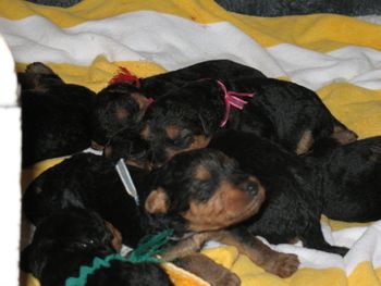 THE PUPPIES ON THE GOLD STRIPE TOWEL ARE TWO WEEKS OLD. PICTURES TAKEN 4/19. LIGHT BLUE GIRL (AS ARE ALL THE PUPPIES) IS STARTING TO OPEN HER EYES!!!!!!!!!
