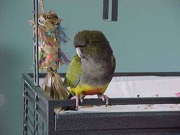 Oscar, A patagonian Conure parrot
