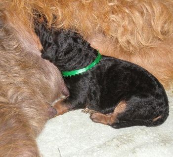 This is the above puppy, two hours old~~~

