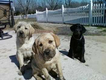 2-18-13 We thought the water hose was running in the pool......the pups decided they had rather drag it into the yard and make mud pies :). Here they are with their " I haven't done anything wrong look".
