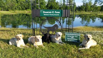 4-26-15  Faith, Grace, Lilly, Reverend and Blaze relax after a day of competing in the Master Hunter Test at the Carolinas Retriever Association Sring Event at the Diaond E Farm.
