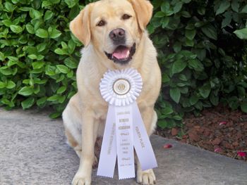 4-28-14 Grace and her 4th Place Field Trial ribbon from the Carolinas Retriever Association Spring Field Trial.
