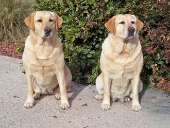 Two more of Elliott's Labradors were recognized at the 2009 Palmetto Retriever Club Annual Awards Banquet. Elliott's "Dixie" Lou MH (left) and HRCH Elliott's Rockin "Roxy" MH, CGC (right) tied for the Master Hunter of the Year Runner-Up Award.
